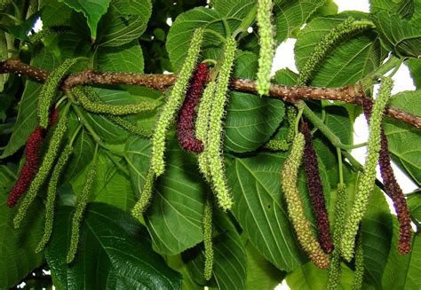 Seattle Garden And Fruit Adventures Mulberry Varieties