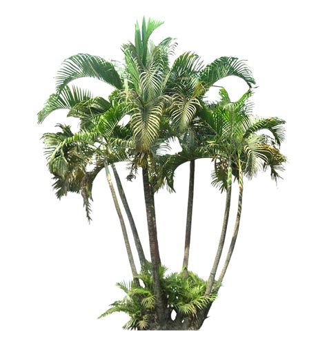 Tropical Palm Tree Png Photos Png Play
