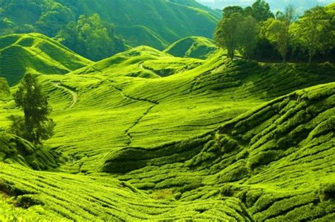 10 to the top of gunung jasar is one of the most scenic of them all. Cameron Highlands is one of Malaysia's favourite hill ...