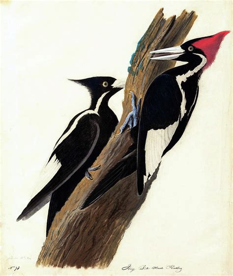 Ivory Billed Woodpecker Digital Remastered Edition Painting By John