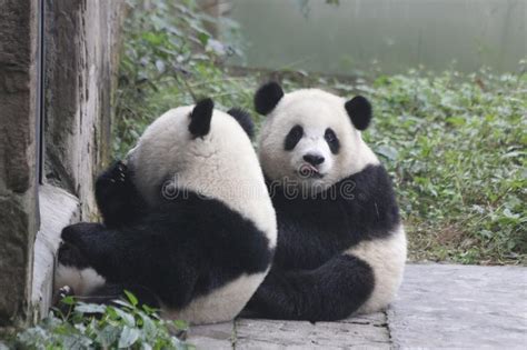 Fluffy Panda Cub In Chongqing Stock Image Image Of Animal Holding