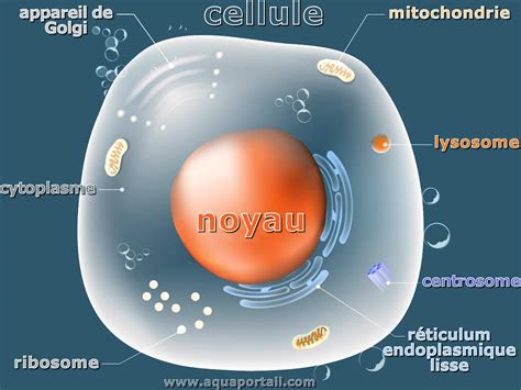 L Anatomie D Une Cellule 1 La Cellule Et Sa Membrane