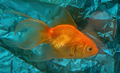 Marine Aquariums Goldfish Tanks