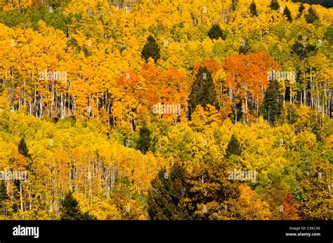 Aspen Trees Fall Colors Stock Photo Alamy