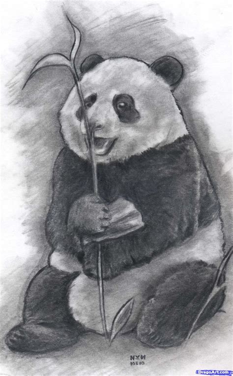 Panda Bear Drawing Dibujos De Animales Reales Osos Pandas Dibujo