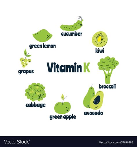 Main Food Sources Vitamin K The Concept Royalty Free Vector