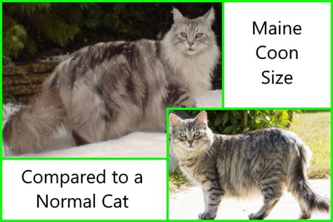 Accurate Maine Coon Sizes And Size Comparison Charts PetsKB
