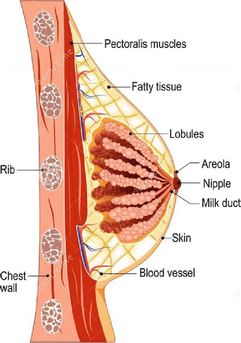 Mammary Gland Anatomy