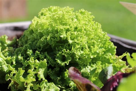 Salat Schießt Ist Er Mit Blüte Noch Essbar Gartenlexikon De
