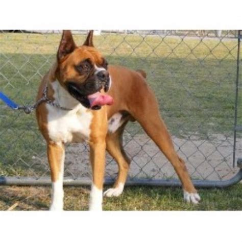 Boxers are upbeat and playful. S&d Boxers, Boxer Breeder in Hartsville, South Carolina