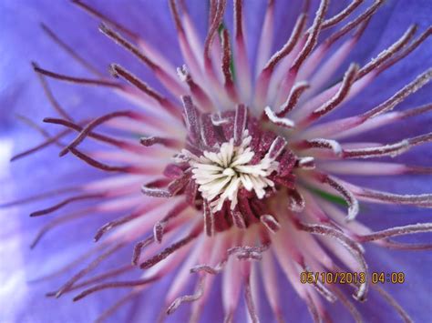 The Center Of A Purple Flower With White Stamen