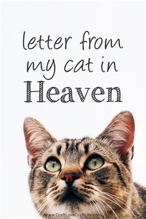 Letter From Heaven Message From Your Cat At Rainbow Bridge Losing A