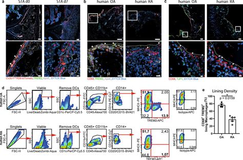 Comparison Of Mouse And Human Synovial Lining Macrophages A