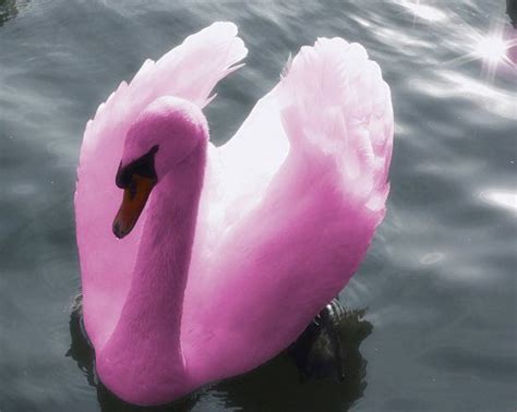 The World In Me Head Is Filled With So Much Beauty Swan Pretty In Pink Pink