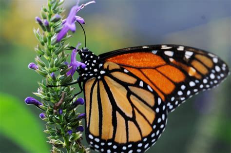 La Protección De La Mariposa Monarca México Eeuu Y Canadá