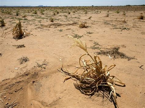 Central Arizona Farmers Ranchers Face Worst Drought In Us