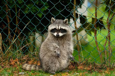 What Do Raccoons Do For The Environment Find Out Here All Animals Guide