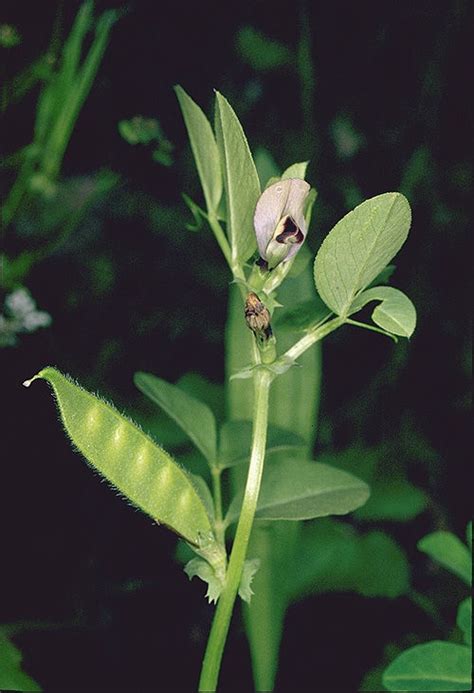 Vicia galilaea Plitmann & Zohary | Plants of the World Online | Kew Science