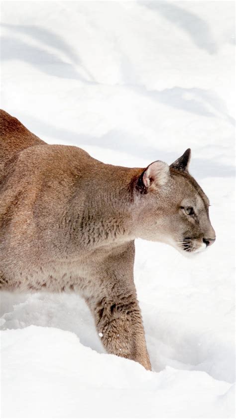 Cougar Animal Wallpapers 4k Hd Cougar Animal Backgrounds On Wallpaperbat