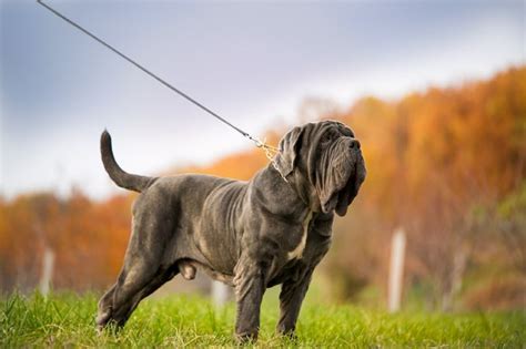 Top Ten Dog Breeds Dog Care Tips At Mastiff Dog