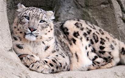 Leopard Snow Zoo