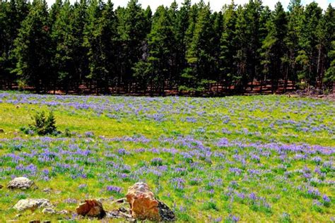Thinking Spring And The Wildflowers Of Yellowstone Wild Flowers