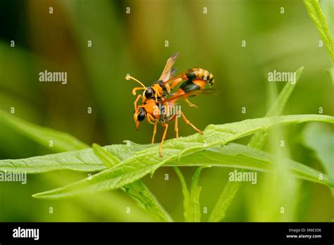 A Pair Of Orange Potter Wasps Eumenes Latreilli Mating Stock Photo