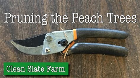 Pruning Peach Trees Youtube