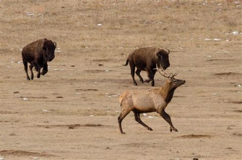 On The Move By Janelle Streed On Capture Dakota Bull Elk And Bison