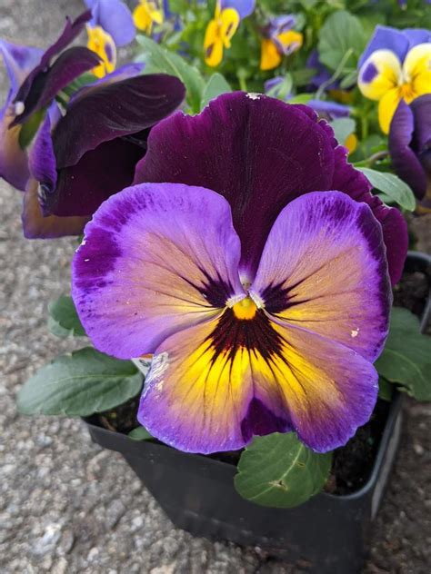 Photo Of The Entire Plant Of Pansy Viola X Wittrockiana Spring Matrix