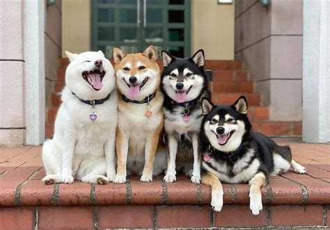 The shiba inu (柴犬, japanese: This Funny Shiba Inu Playfully Ruins Her Group Family Photos