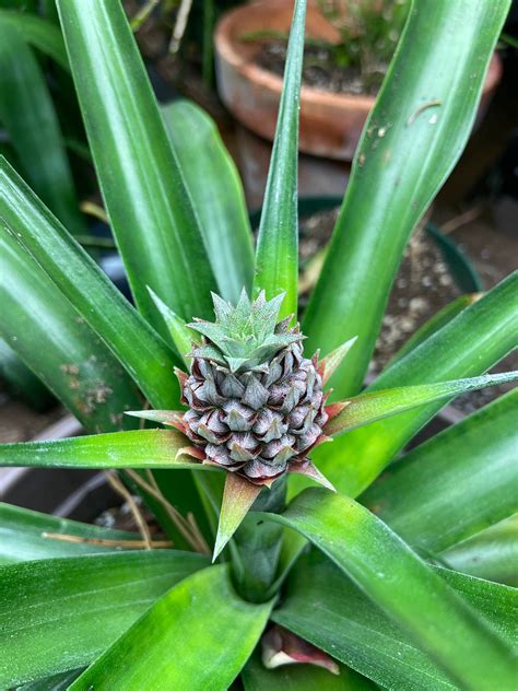 My Cute Little Pineapple Growing From A Top Of A Grocery