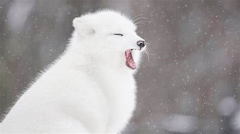 Cute Baby Snow Fox