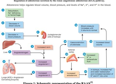 Figure 1 From A Critical Review On Aldosterone Antagonist Eplerenone