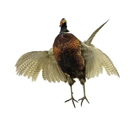 Pheasant Png 10 Free Cliparts Download Images On Clipground 2023