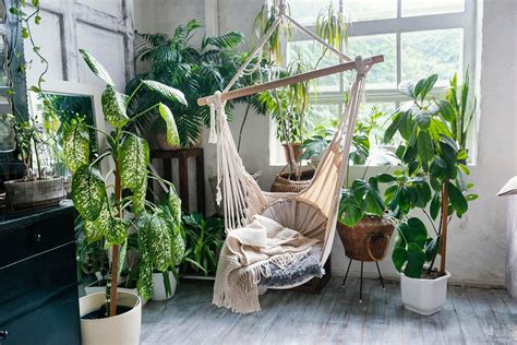 8 Perfect Indoor Plants To Purify Bedroom Air Outlery