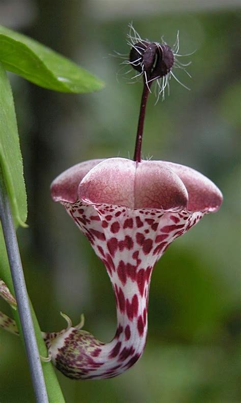 Ceropegia Haygarthii Such A Strange Looking Plant Did It Come From