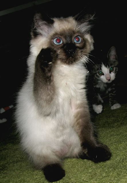 Siamese Mix Kitten Flickr Photo Sharing