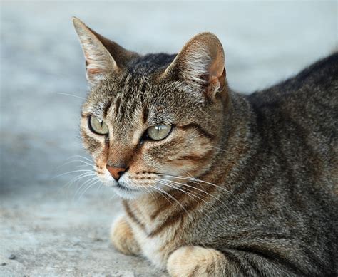 The color of a cat's eyes doesn't seem to be related to how many cones they have, and it probably doesn't affect how they see color. File:Felis silvestris - July 2007-1.jpg - Wikipedia