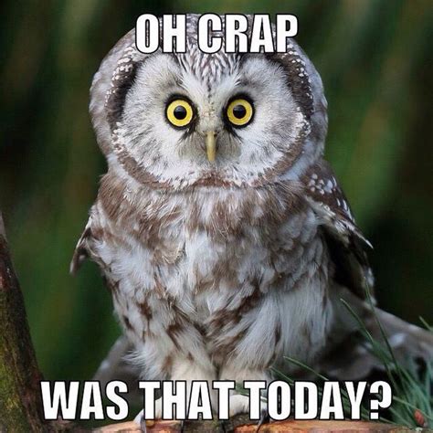 These Adorably Sinister Owls Give Cat Memes A Run For Their Money
