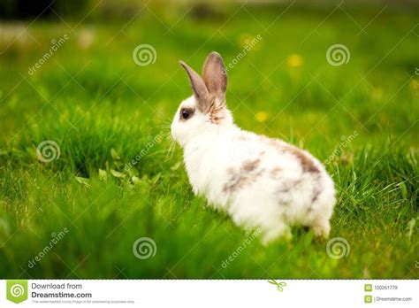 Rabbit Jumping On The Green Grass Easter Bunny Stock Image Image Of