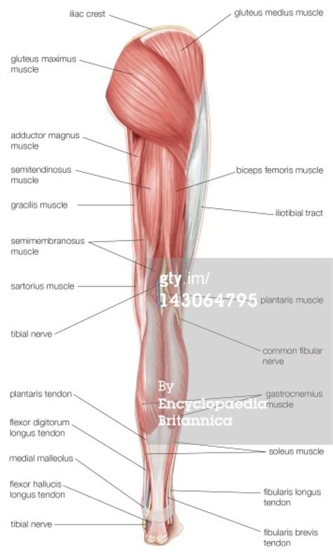Tendons are connective tissues that connect muscles with the bones and in some instances between muscle groups. Picture Of Upper Leg Muscles And Tendons : Muscle and Tendon Characteristics - Classic Human ...