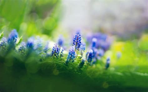Nature Flowers Muscari Depth Of Field Blue Flowers Wallpapers Hd