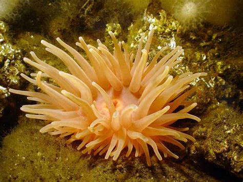 Marlin The Marine Life Information Network Deeplet Sea Anemone