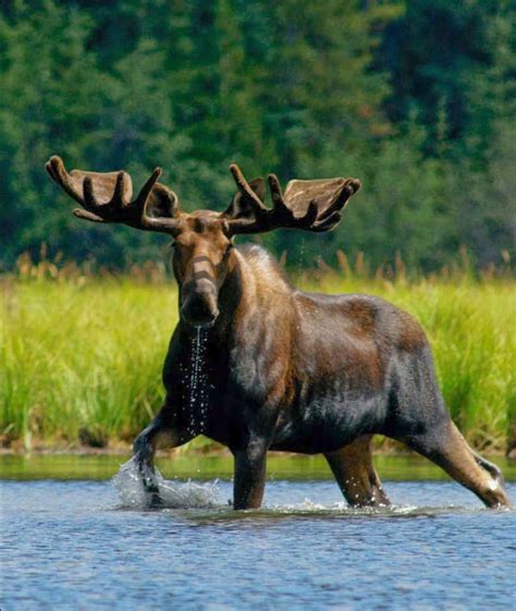 Magnificent Bull Moose Wading In A River Canadas Rocky Mountain