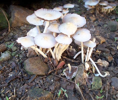 This title is an excellent resource to help indentify poisonous plants in the home and garden and contains the most current information about plant this essential reference allows veterinarians to not only identify poisonous plants, but also includes the toxic properties of the plant and the clinical signs. 5 Images Garden Toadstools Poisonous And Review - Alqu Blog