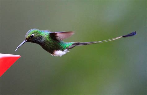 Колибри — птица способная летать назад ФОТО НОВОСТИ