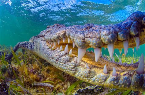 Log In Underwater Photographer Crocodiles Crocodile