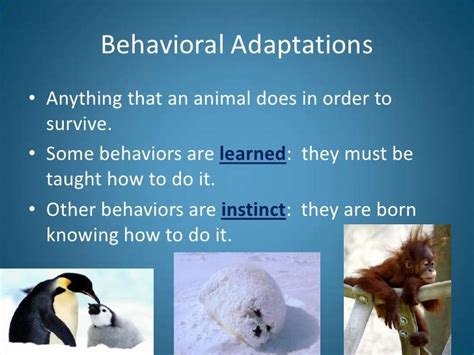 Animal Adaptations Introduction