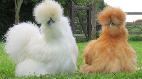 Silkie Chickens Natures Fluffy Incubators YouTube